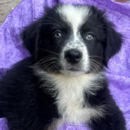Milo - Black tri-color male Australian Shepherd puppy in Plant City, Florida from G2K9’s