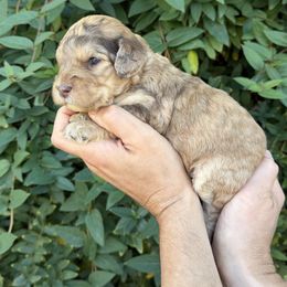 Klause - Merle male Whoodle puppy in Gilbert, Arizona from Gilbert Bernedoodles & Whoodles