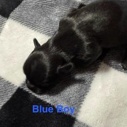 Blue Boy - Black gold and white male Shorkie puppy in San Tan Valley, Arizona from Great Mates