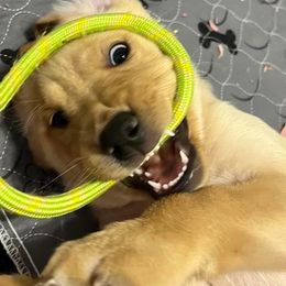 Labrador Retriever Puppies from Sycamore Kennels