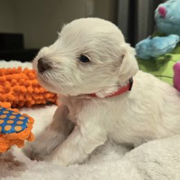 Casper - Wheaten male Miniature Schnauzer puppy in Graham, Washington from Olivia's Miniature Schnauzer's and French Bulldogs