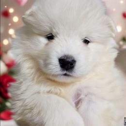 Aqua - White female Samoyed puppy in San Antonio, Texas from Hill Country Samoyeds