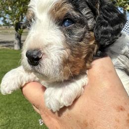 Boy 1 - Blue merle male Bernedoodle puppy in Cody, Wyoming from Yellowstone Breeders