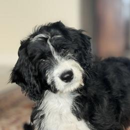 Mashed Potatoes 💜 - Black and white female Aussiedoodle puppy in Granbury, Texas from Triple Cross Doodles