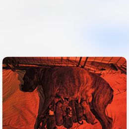 3 - Brindle female Boxer puppy in Statham, Georgia from Suarez AKC Boxers LLC