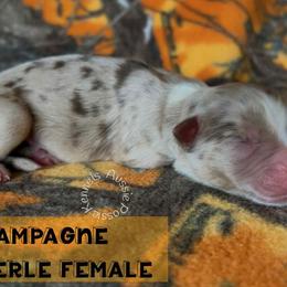 Champagne - Red merle female Australian Shepherd puppy in Squaw Valley, California from A&M Australian Shepherds