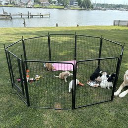Bernedoodle Puppies from Rosie’s pups