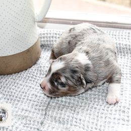 Miniature Australian Shepherd Puppies from Yarborough Kennels