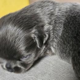 Chihuahua puppies from Nadezhda's Chihuahuas