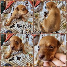 Boy 4 - Red male Australian Kelpie puppy in Bradford, Arkansas from Cedar Rock Heelers and Kelpies