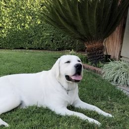 Labrador Retriever All Grown Up from Chateau St. John