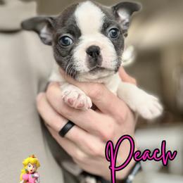 Peach - Blue female Boston Terrier puppy in West Jefferson, Ohio from Kline Kennels