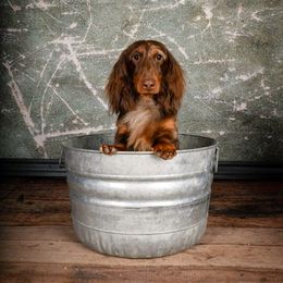 Dachshund All Grown Up from Kenmar Hounds