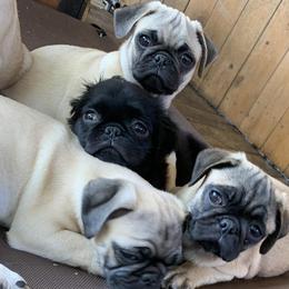 Pugs from Jonas Pug Cartel