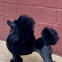 Midnight - Poodle