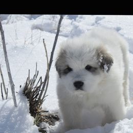 Great Pyrenees Puppies from Prospect Pyrenees