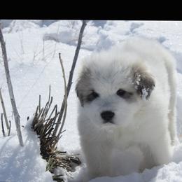 Great Pyrenees Puppies from Prospect Pyrenees