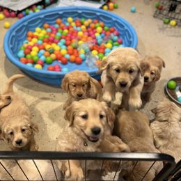 Golden Retriever Puppies from Renko Kennel