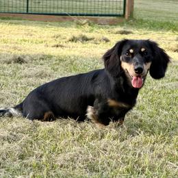 Frankie - Dachshund