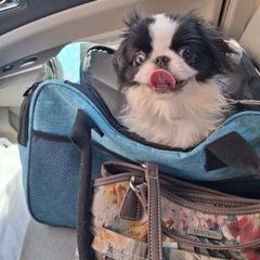 Chihuahua and Japanese Chin Puppies from Gift of Gods Favor