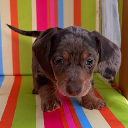 Jack - Dapple male Dachshund puppy in Ben Wheeler, Texas from P&P Dachshunds