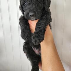 Double Doodle Puppies from Ramazzini Doodles