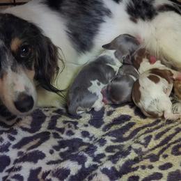 Blue Piebald Girl - Gray (blue) female Dachshund puppy in Choctaw, Oklahoma from TS Performance Horses & Dachshunds