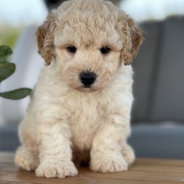 Maltipoo, Shichon, and Shihpoo Puppies from Timbercreek Puppies