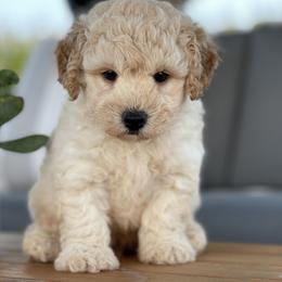 Maltipoo, Shichon, and Shihpoo Puppies from Timbercreek Puppies