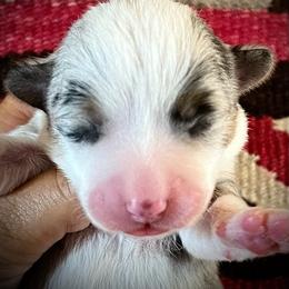 Dopey - Blue merle and white female American Corgi puppy in Tome, New Mexico from Blue Diamond Welsh corgis