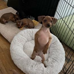 Stag Red boy 2 Darren - Stag red male Miniature Pinscher puppy in Granby, Connecticut from Cross Bay Labradors
