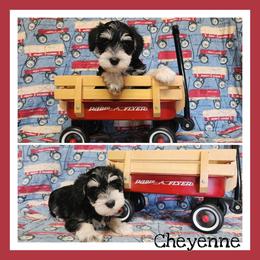 Cheyenne - Black and silver female Miniature Schnauzer puppy in Lebanon, Missouri from Cedar Glades Canines