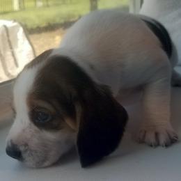 Lucky - Black tan and white male Beagle puppy in Peculiar, Missouri from At home