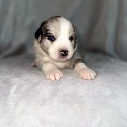 Sailor - Blue merle male Australian Shepherd puppy in Newton, Mississippi from Bright Star Aussies
