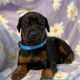 Teal Collar - Black and rust female Doberman Pinscher puppy in Lake City, Florida from Paintedcrazy Doberman Pinchers