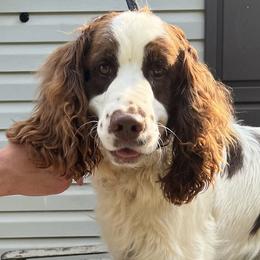 English Springer Spaniels from Two Hills Springers
