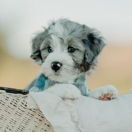 Bernedoodles, Cavapoos, and Sheepadoodles from Arizona Desert Doodles