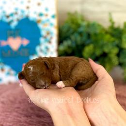Pink Collar - Red female Cavapoo puppy in St George, Utah from Picture Perfect Doodles