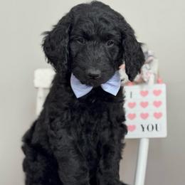 Gray - Black male Goldendoodle puppy in Hesperia, Michigan from Red Acres Poodles & Doodles