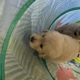 Golden Retriever Puppies from Golden Wise