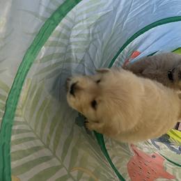 Golden Retriever Puppies from Golden Wise