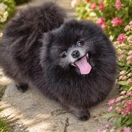 Gabi - Pomeranian