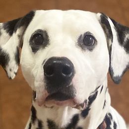 Dalmatians from DAXX Dalmatians