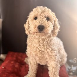 AKC Cooper - Cream male Poodle puppy in Las Vegas, Nevada from Plush Toy Poodle Puppies & Pals