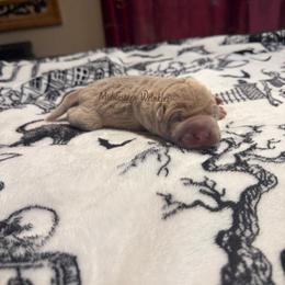 Phantom - Apricot dilute male Chinese Shar-Pei puppy in Auburn, Kansas from Justin's Chinese Shar-Pei