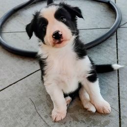 Dodger-ABCA - Black and white male Border Collie puppy in Bixby, Oklahoma from Bond Border Collies