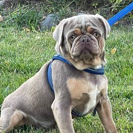 Tigger - Pug