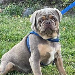 Tigger - Pug
