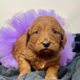 Purple Female - Apricot female Goldendoodle puppy in Great Falls, Montana from Montana Goldendoodles