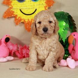 Girl 2 - Apricot female Labradoodle puppy in Colonial Beach, Virginia from Bristol Mine Kennels